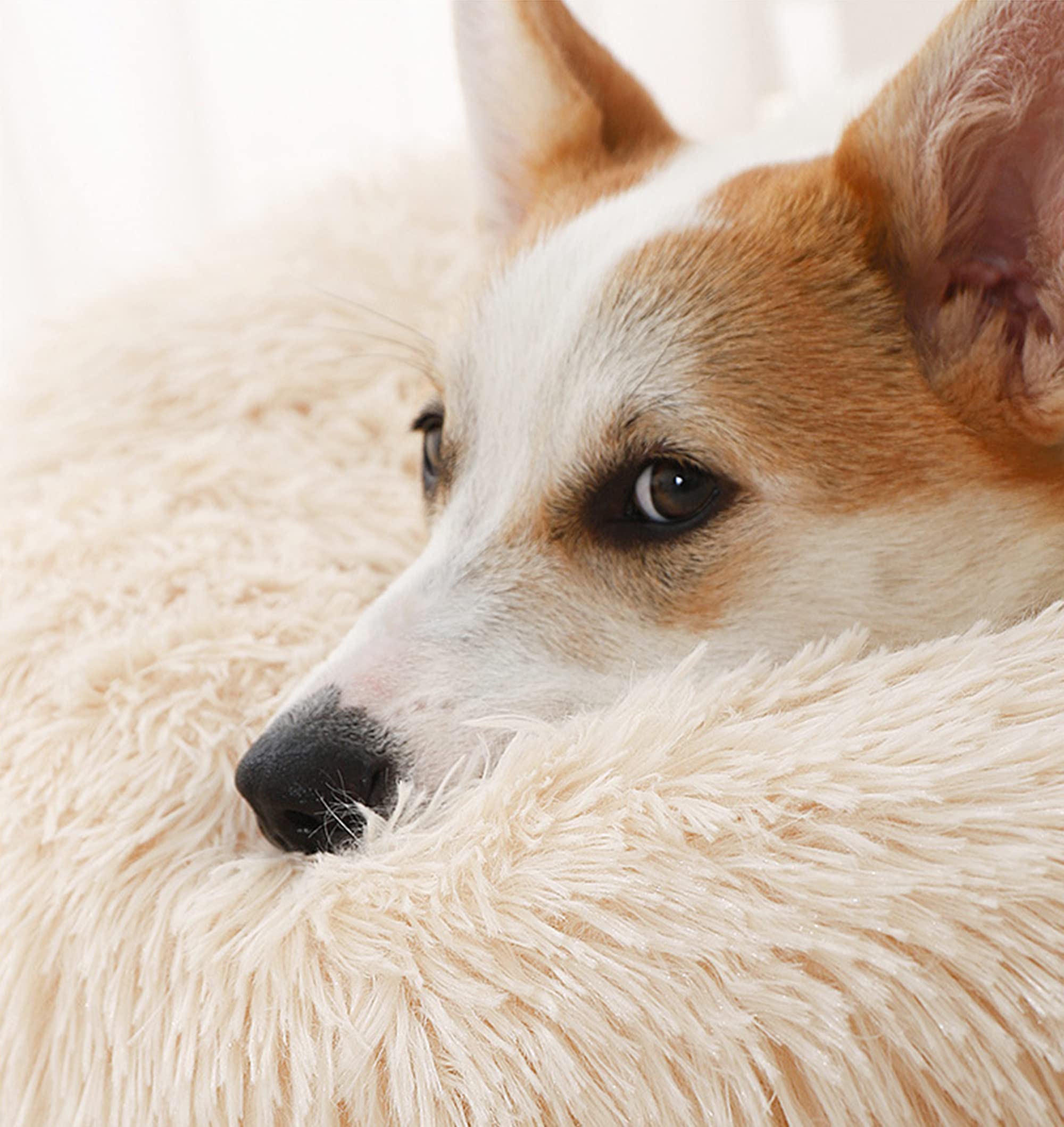 Kuscheliges Donut-Hundebett Für Kleine Haustiere – Rundes, Beruhigendes Schlafnest Bis 5 Kg
