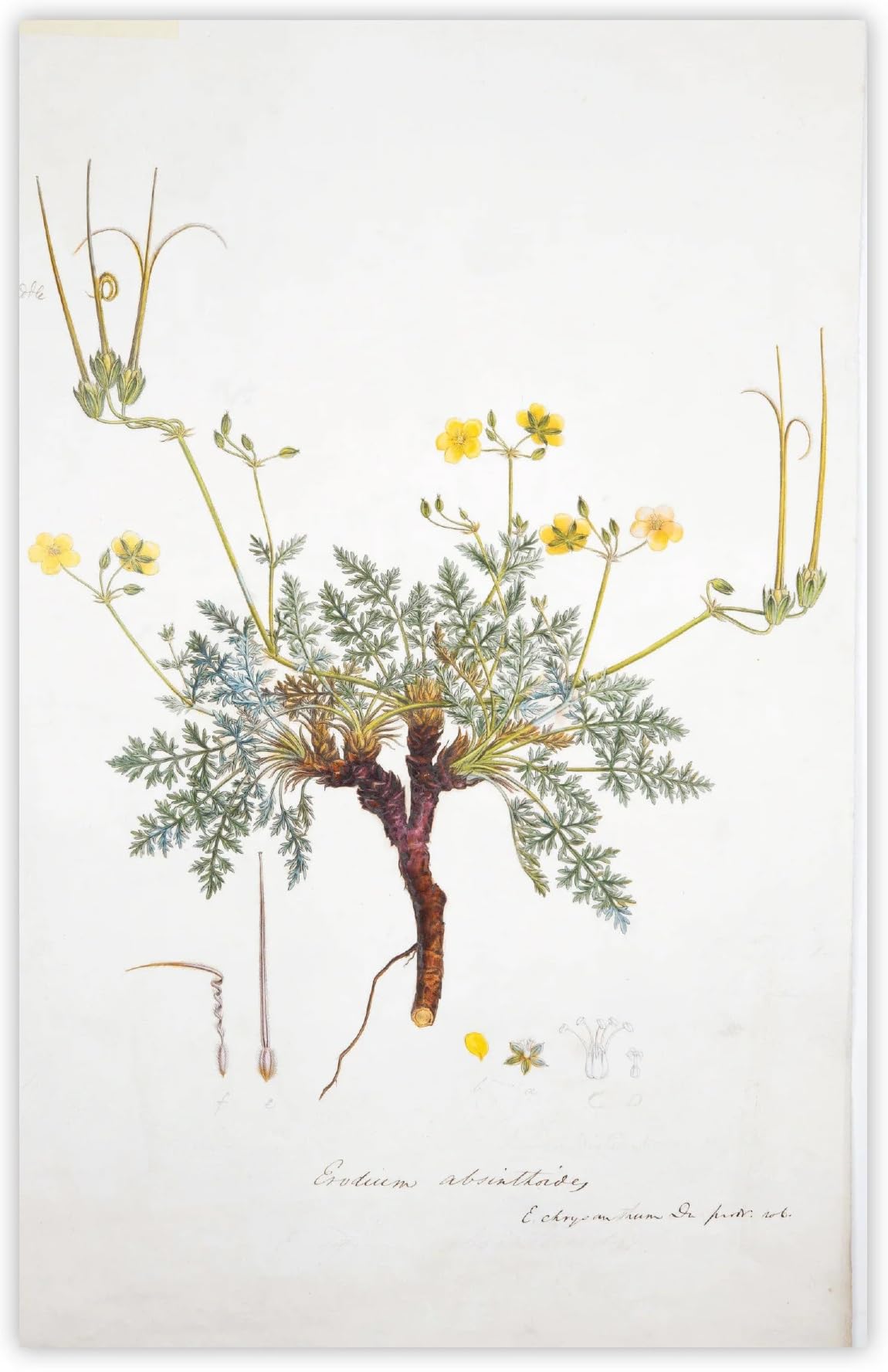 Fitzwilliam Museum Flora Graeca Illustrations Note-let Blank Pack of 10 Cards University of Cambridge (2 each of 5 Designs) - Image 4