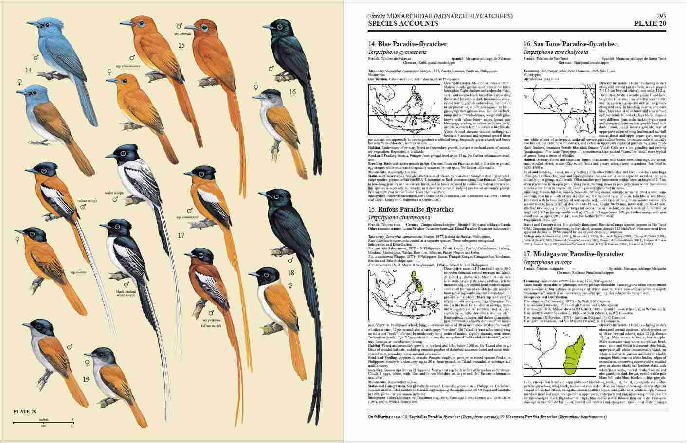 Handbook of the Birds of the World – Volume 11: Old World Flycatchers to Old World Warblers: v. 11