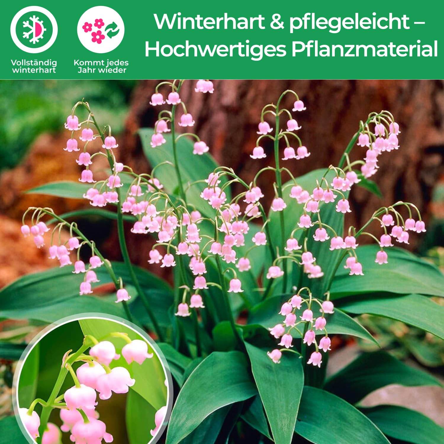 12 Bulbi Mughetto Perenni Resistenti - Fiori Invernali Per Giardino - Foto 7