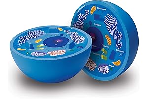 Learning Resources Cross-Section Animal Cell Model