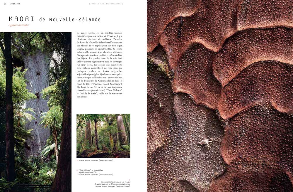 Ecorces: Voyage dans l'intimité des arbres du monde