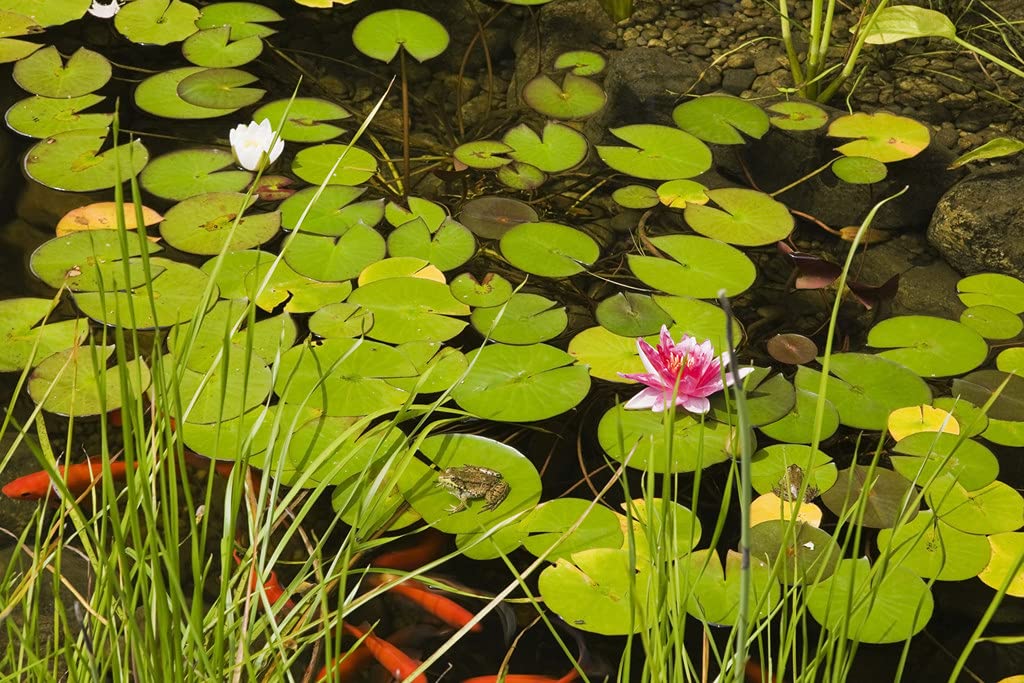 Bloomique - Set di 2 - Nymphaea Attraction - Ninfea Rossa - Pianta Acquatica - Pianta da Stagno - Resistente al Freddo - Alte 10-20 cm - Vaso 11 cm