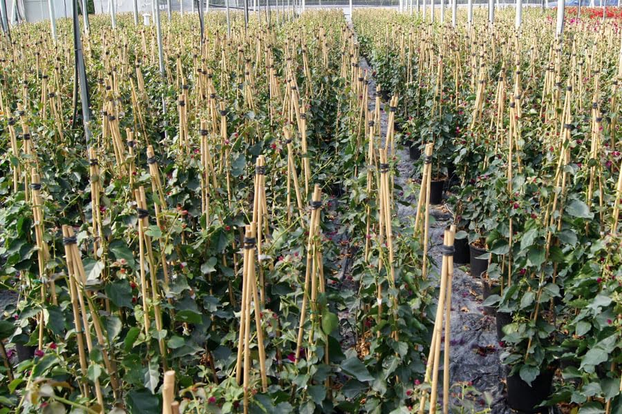 Tutor bambú tailandés 1,8 m. de Altura, diametro 20-22. Pack de 50 Unidades. Tutores Resistentes válidos para Todo Tipo de Plantas.