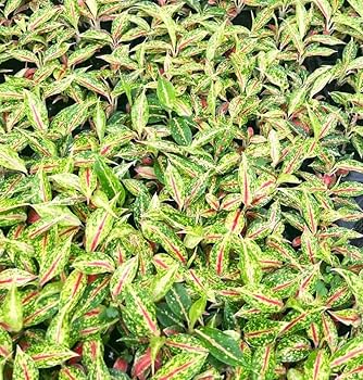 Amazon.com : Aglaonema Firework – Chinese Evergreen, Lush