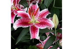 Stargazer Oriental Lilies: Fragrant & Vibrant Garden Blooms