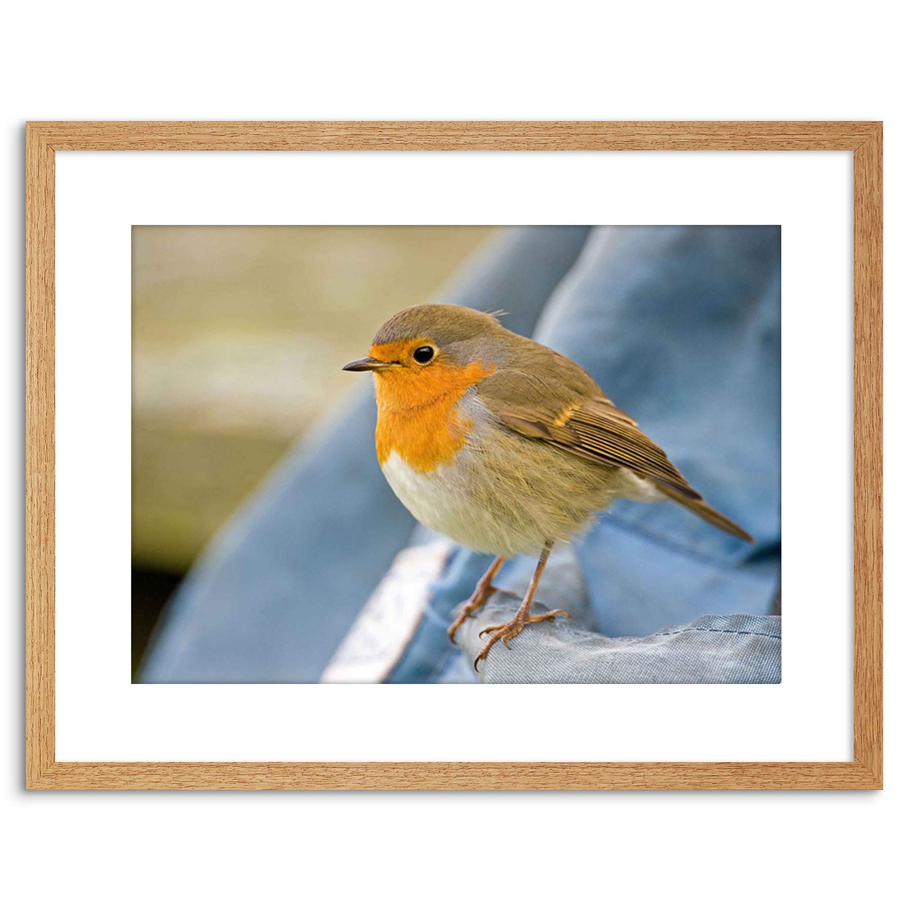 Wee Blue Coo Photo Nature Robin Bird Red Breast Framed Wall Art Print
