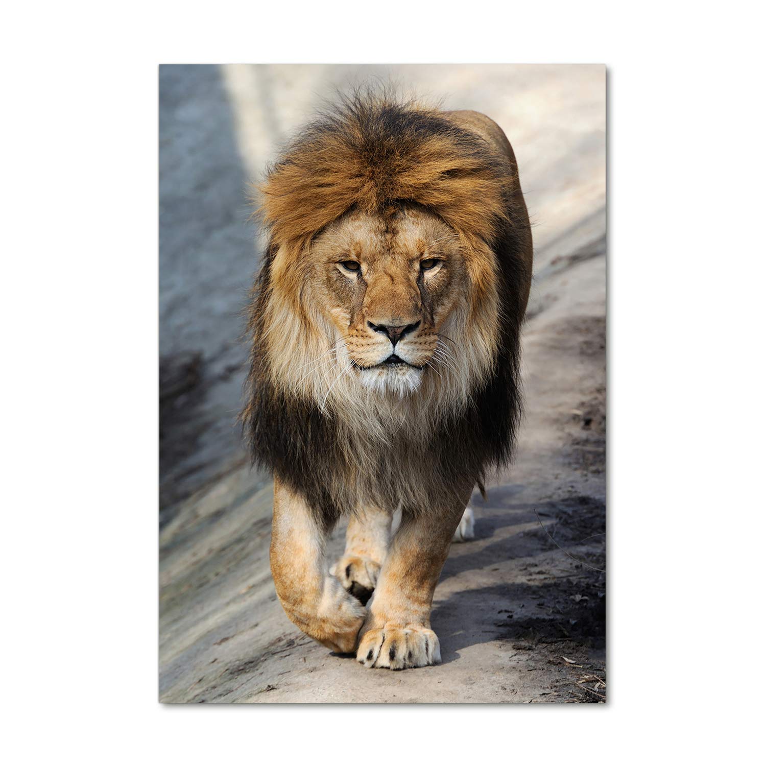 Déco mural derrière le plastique lion brun tableau acrylique 70x100