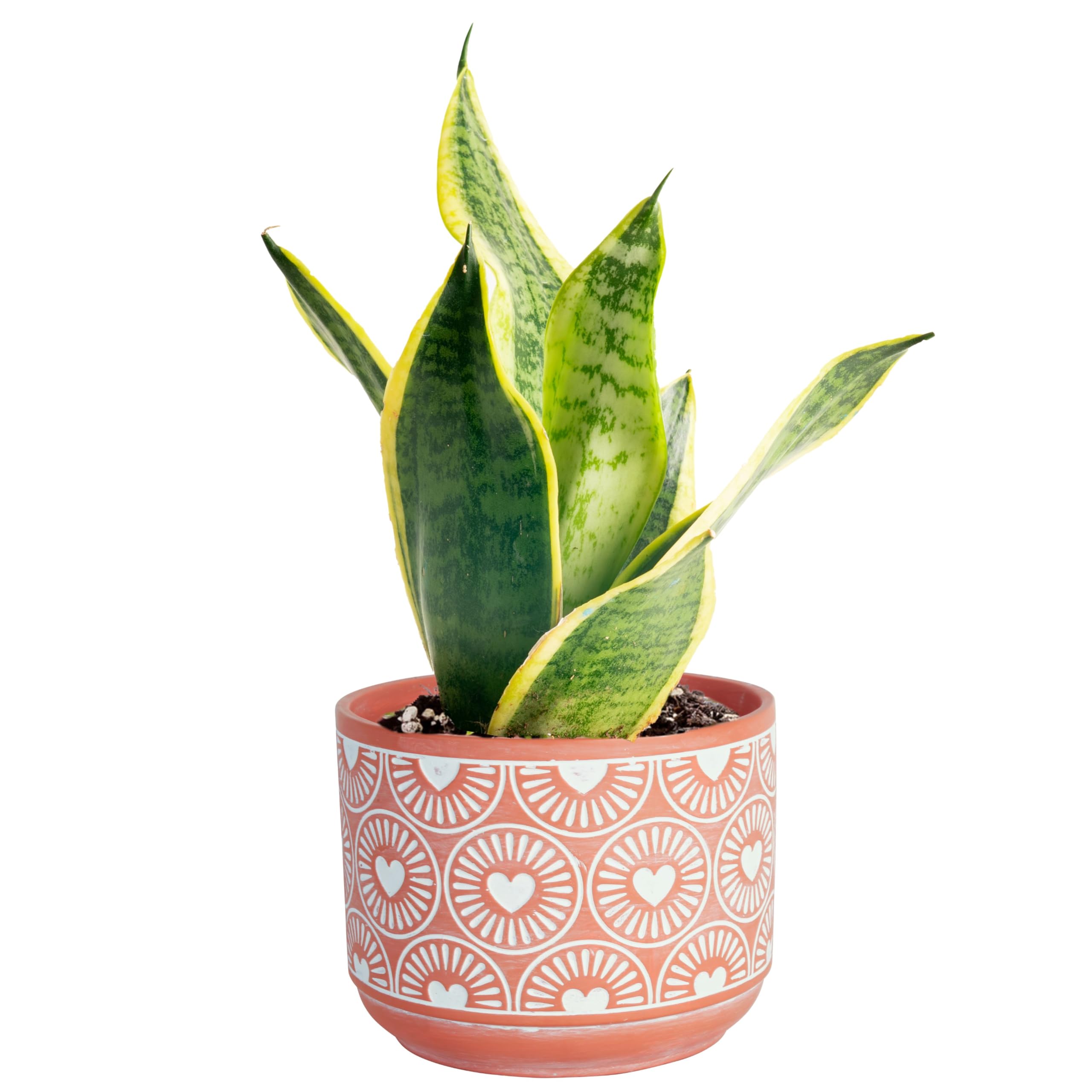 Costa Farms Live Indoor Snake Plant, Easy to Grow Mother in Laws Tongue, Sansevieria Houseplant, in Flower Pot Planter for Room and Home Décor, Housewarming, 8-Inches Tall