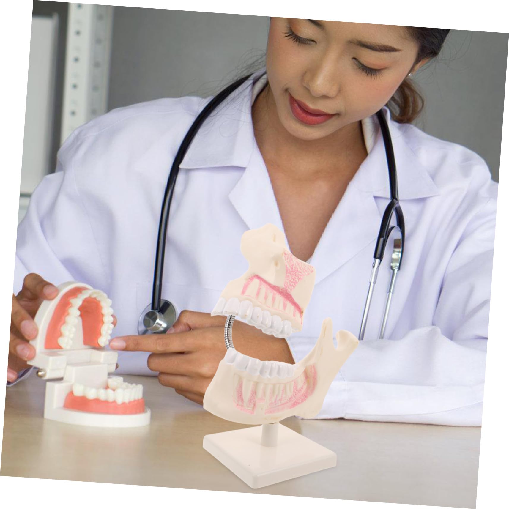 STOBAZA Modello di Denti Typodont per Odontoiatria Modello di Studio Dentistico in Plastica per Pratica Didattica Denti Finti per Apprendimento Orale