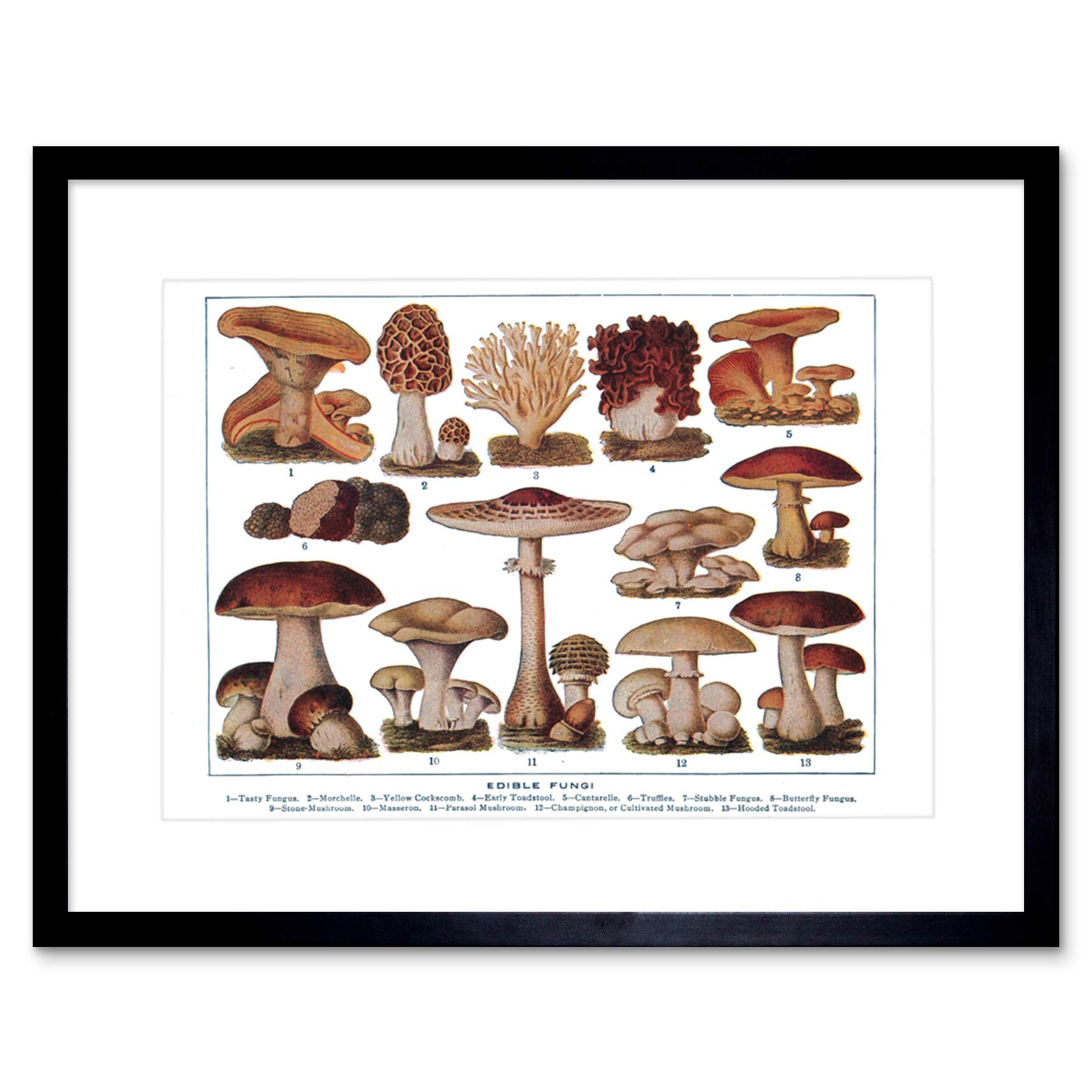 Wee Blue Coo Edible Fungi Mushrooms Scientific Plant Framed Art Print Picture F12X281