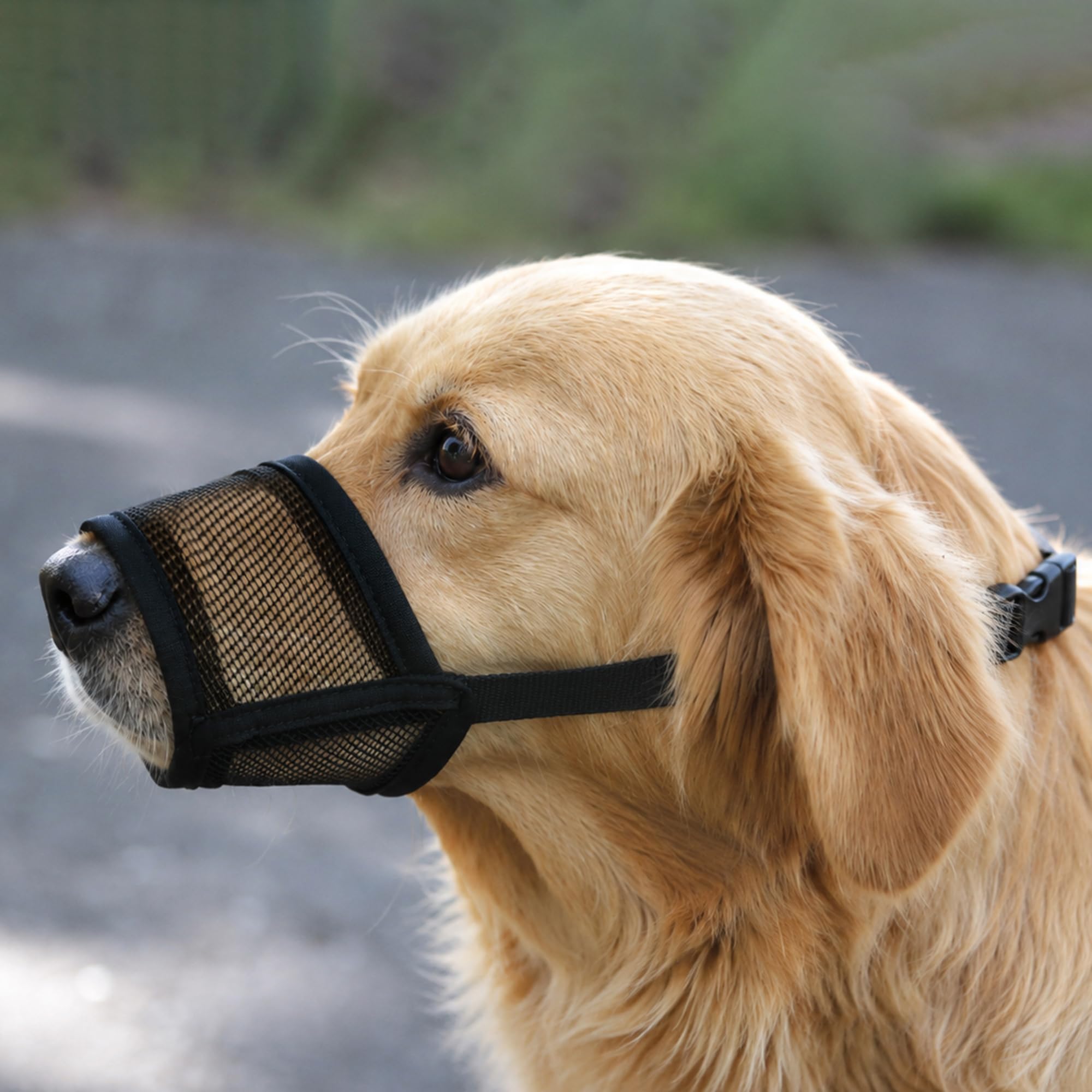 Photo 1 of Evollax Dog Muzzle Medium Sized Dogs – Soft Air Mesh Muzzle for Medium Sized Dog | Muzzles for Dogs | Mussle to Stop Biting, Barking and Chewing Perfect for Small to Large Doge