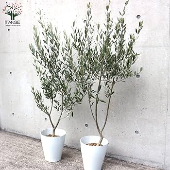 オリーブの木　ミッション　7号　約130cm　NO.561　人気品種　一点物 オリーブの木 ミッション 7号 約130cm NO.561 人気品種 一点物