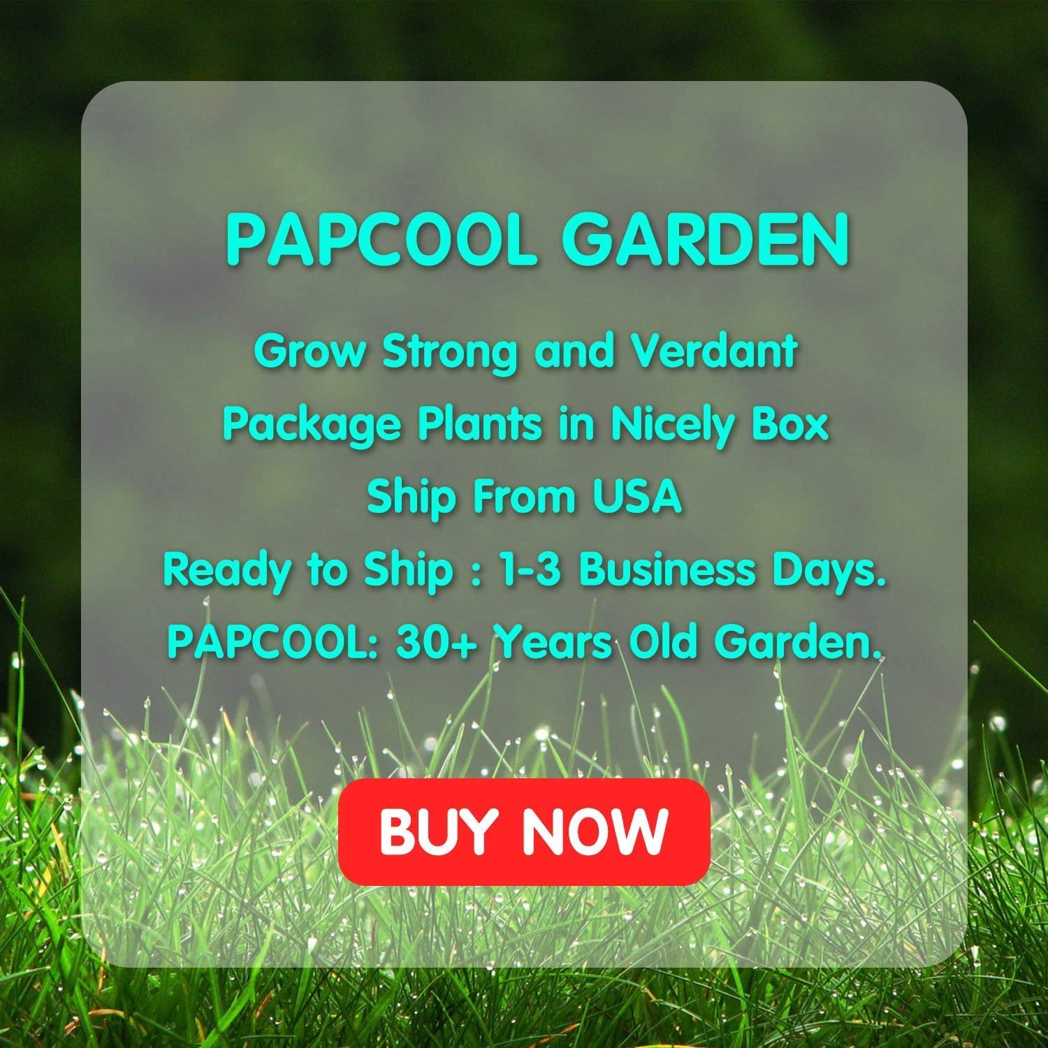 Buy Pick ON Custom Sago Palm Mexican Fan Palm Windmill Palm Pindo