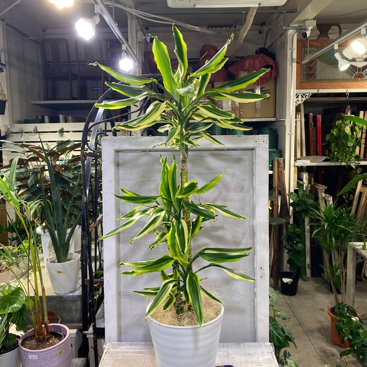 Amazon.co.jp: ドラセナ レモンドリーム 8号 鉢底から約107cm 10