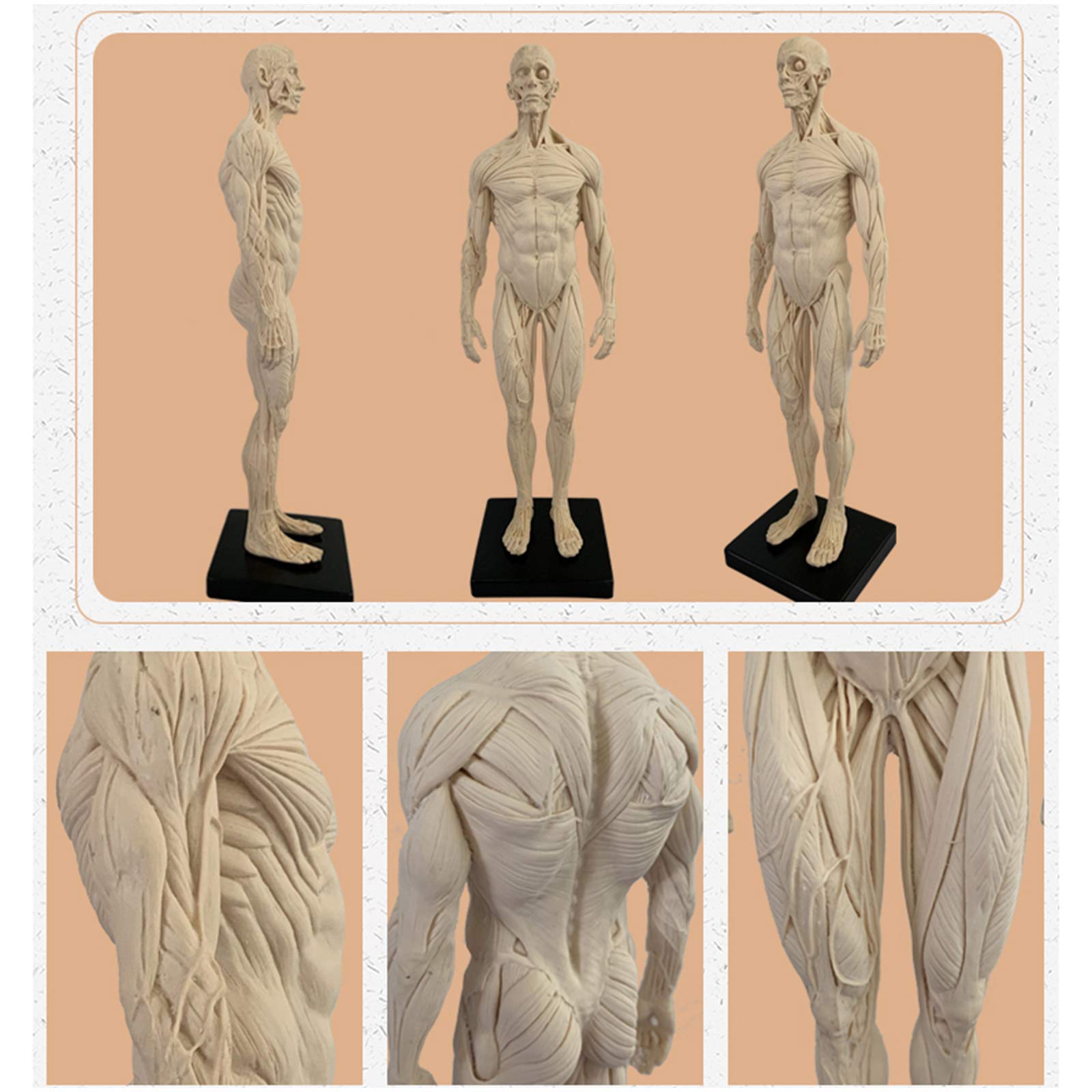 Modello Anatomico Umano Dell'Osso Del Muscolo - Figura Di Anatomia Maschile Da 11 Pollici Corpo Umano Modello Anatomico Muscoloscheletrico Schizzo Artistico Pittura Scultura Per Studio Di Disegno Di