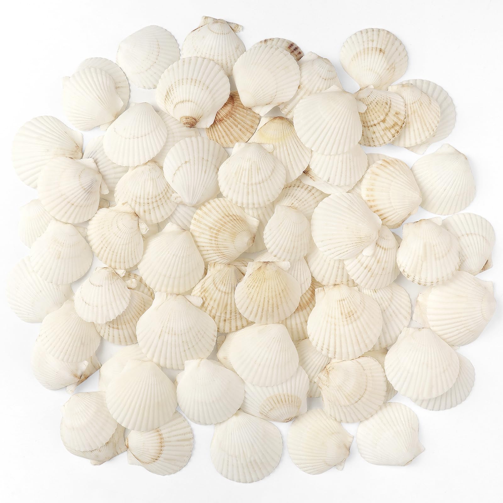 TaoQ C 48 PCS Scallop Shells Natural Seashell, 3cm-5cm White Scallop Shells Small Seashells for Crafts Wedding Decor Beach Theme Party, Vase Filler