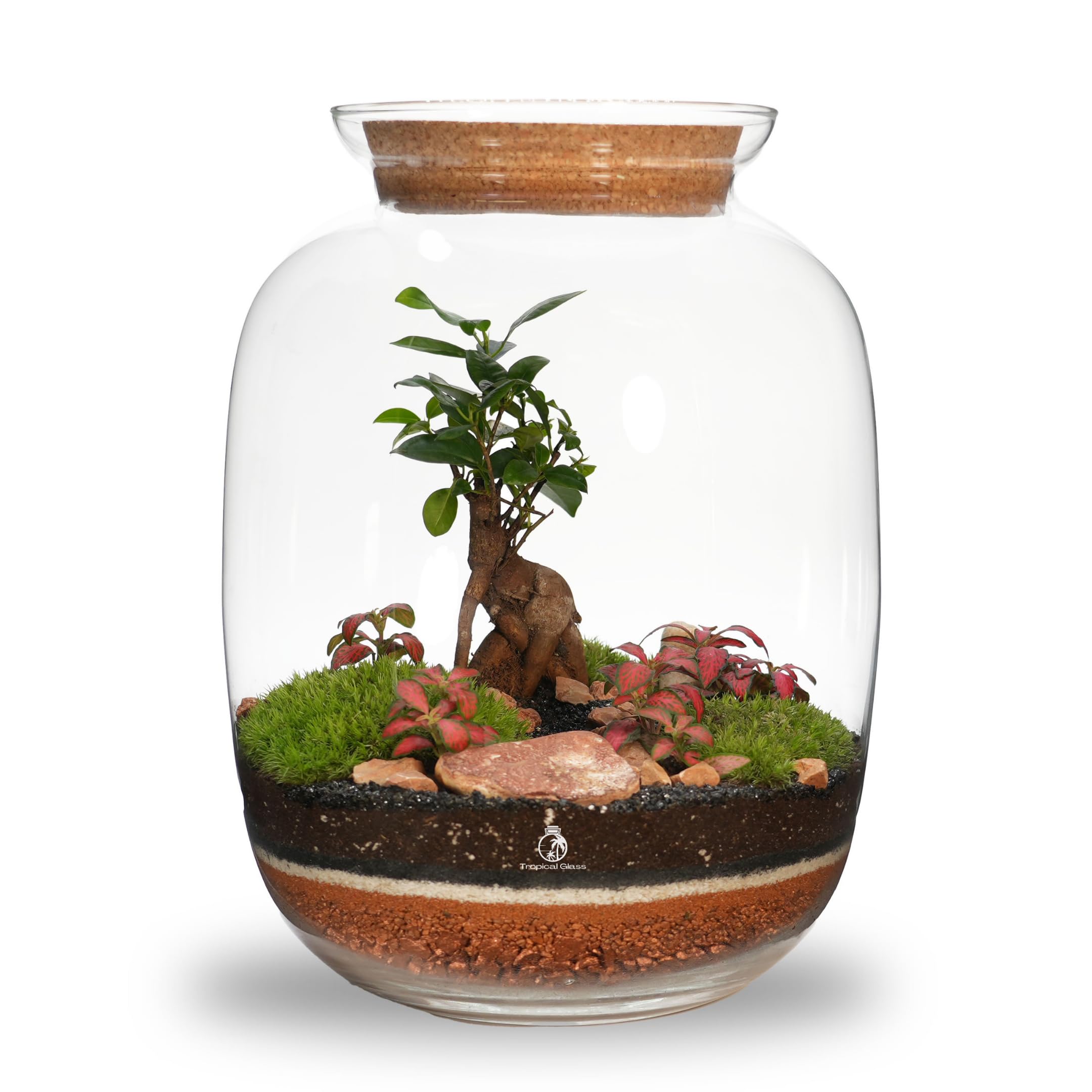 Terrarium Kit with Plants and Moss, H: 32 cm Artisan Range Premium DIY Kit with Up to 11 Layering Elements, Complete Closed Terrarium, Thoughtful Gift and Stylish Botanical Display (Standard Lid)