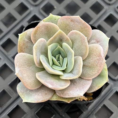 Miniatura 6 de Graptopetalum paraguayense cvBronze suculenta viva rara totalmente enraizada en maceta de inicio de 2 pulgadas con mezcla de tierra planta de casa