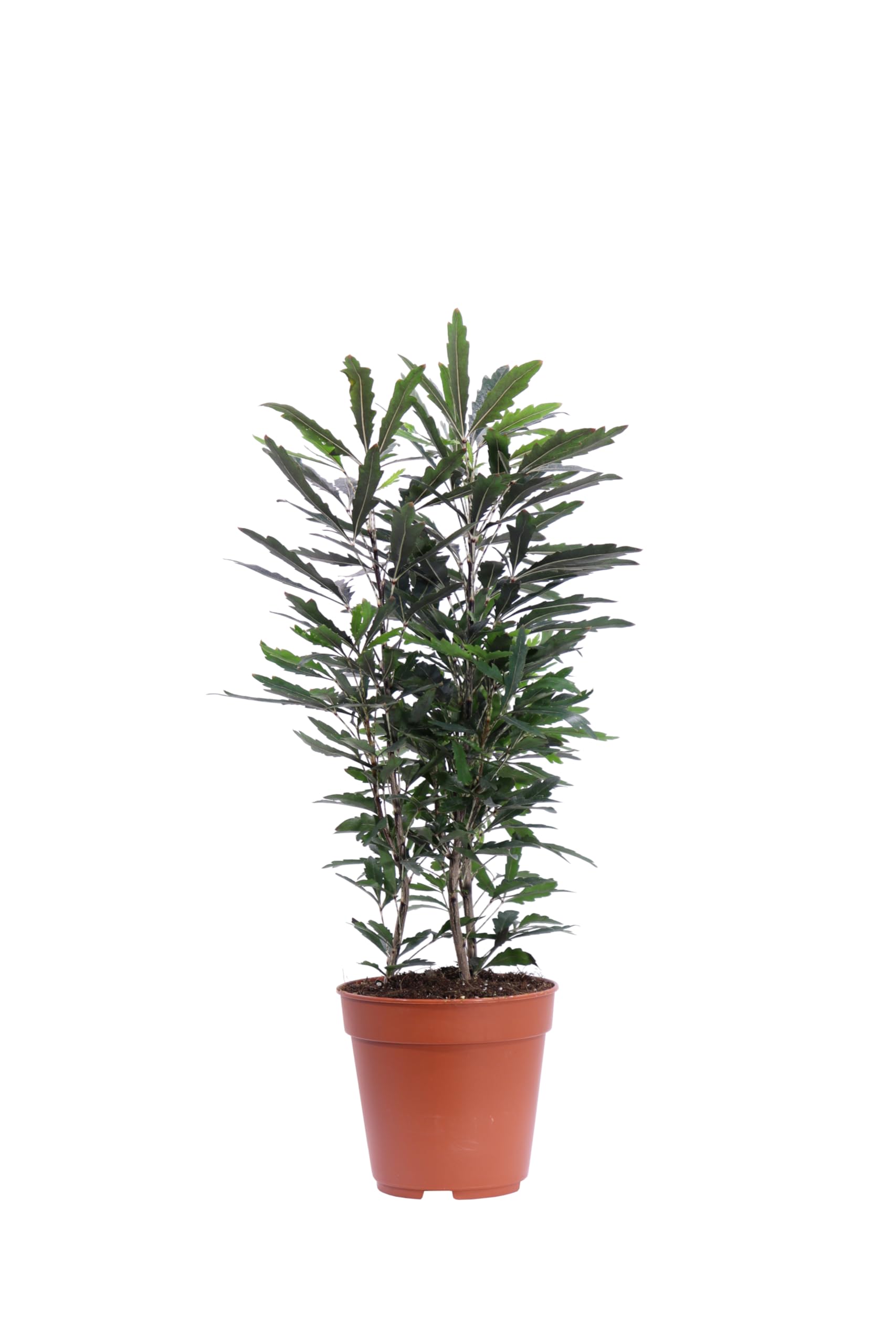 Pianta di Aralia Elegantissima o Plerandra Elegantissima pianta arbustiva ornamentale da arredo interno pianta vera venduta da eGarden.store