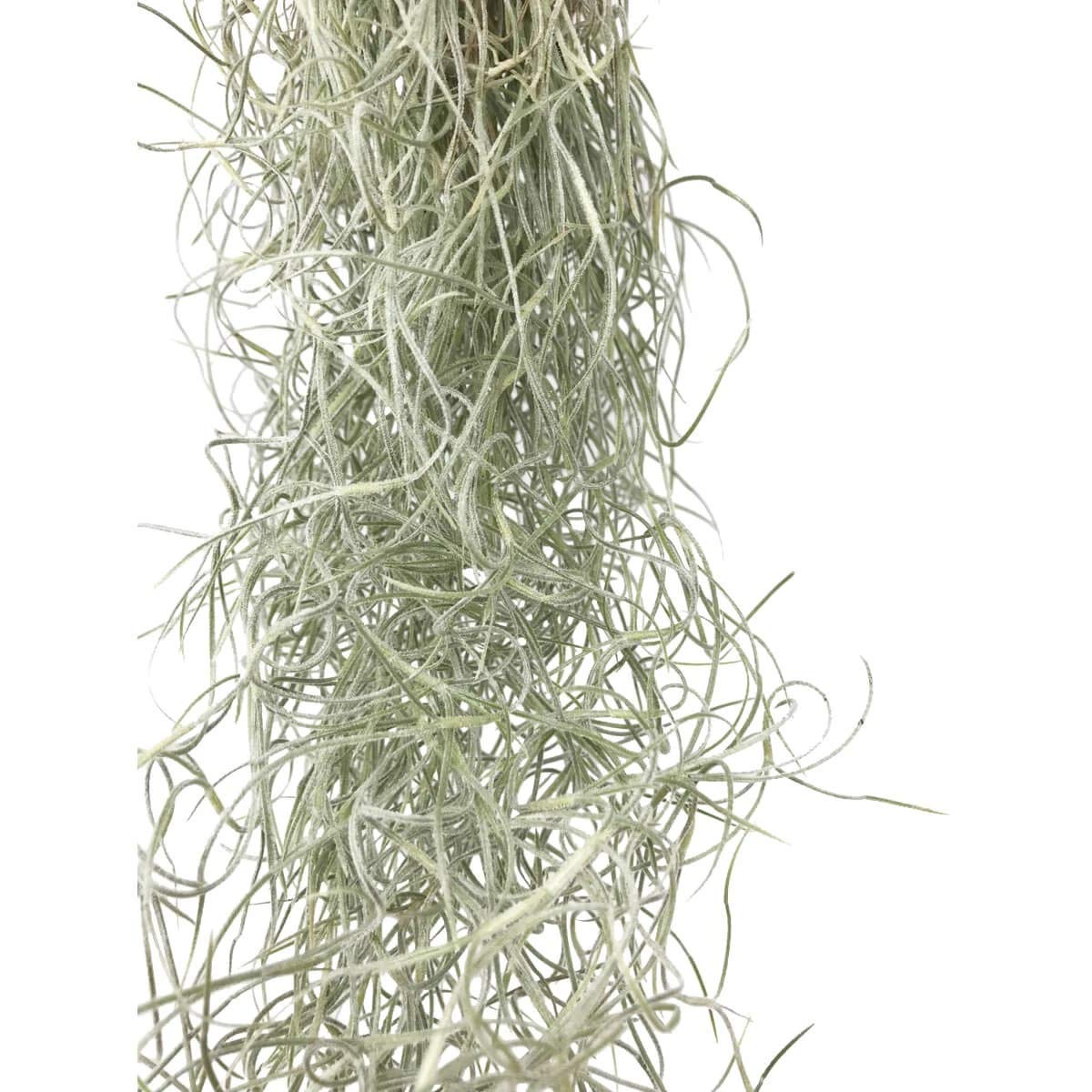 Hanging Air Plant - Spanish Moss - Medium Portion - Live Airplant for House Vivarium Decoration Plant, Wedding Gift, Crafting (Tillandsia Usneoides) - Create Jellyfish Airplant
