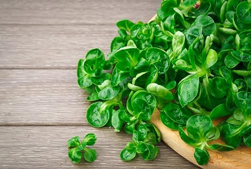 Miniatura 7 de Semillas Ensalada de maíz Lechuga de cordero Verduras tradicionales para plantar sin OMG