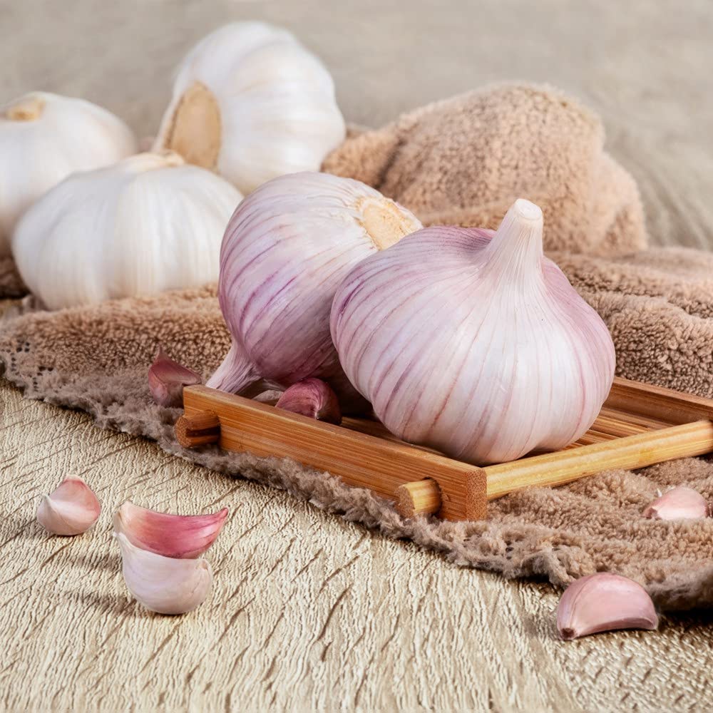 Garlic Rose Wight Garden Vegetable Autumn Planting Flowering Plant 4 x Bulbs by Thompson & Morgan (4)