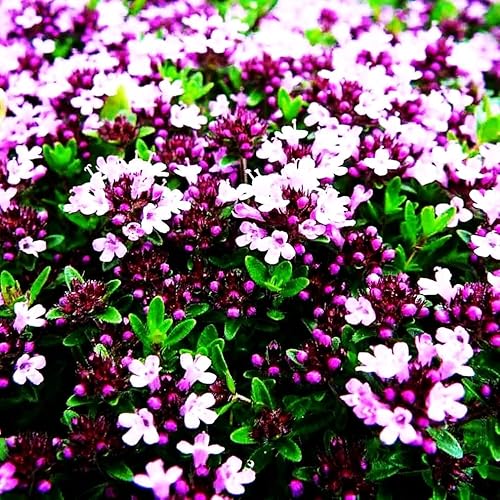 Semillas de tomillo rastrero - Thymus Serpyllum - Cubierta de suelo perenne - 1000 piezas de semillas Semillas de tomillo rastrero - Thymus Serpyllum - Cubierta de suelo perenne - 1000 piezas de semillas