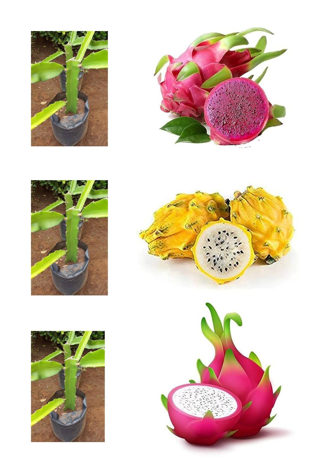 DIARAA Combo Pack of 3 Rare Dragon Fruit Plant (One Pink skin White Flesh & One Pink skin Pink Flesh & One Yellow skin White Flesh) Dragon Fruit Plant Live Rooted Fruit Plant 3 Rooted Cutting (B0CJ77N6ZG) Amazon Price History, Amazon Price Tracker
