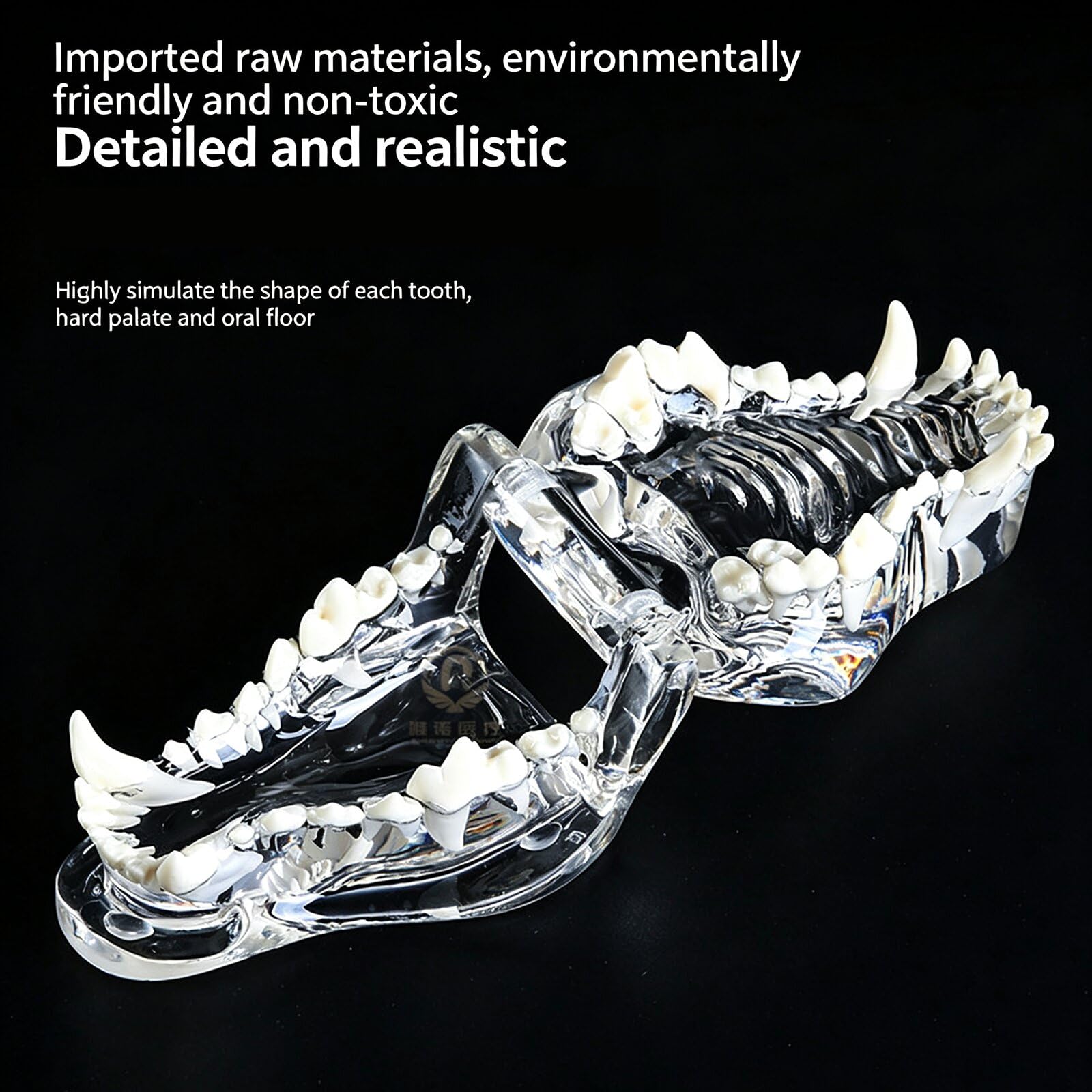 Modelo de Dientes Canino Felino Perro Gato Tipodonto Oral Modelo de Dientes Transparentes Clínica Veterinaria Diente Anatómico para Clínicas Veterinarias