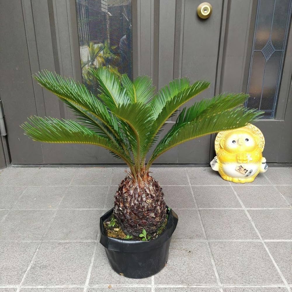 ソテツ 極太蘇鉄 子株付き 楽天市場】【限定1点】 蘇鉄（ソテツ：2頭）極太 1.5m Cycas