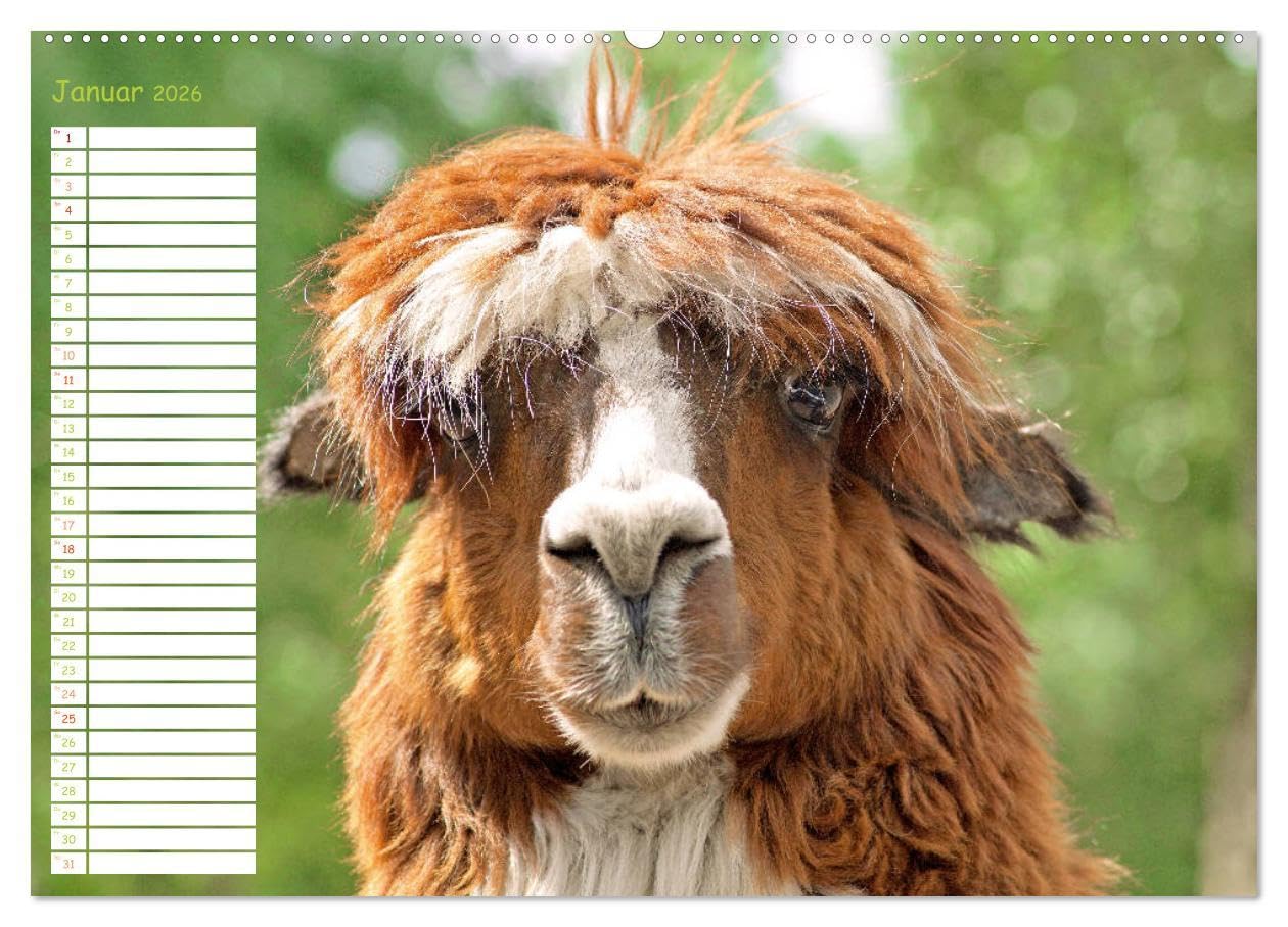 Alpakas: Wollige Kleinkamele aus Südamerika - Edition lustige Tiere (hochwertiger Premium Wandkalender 2026 DIN A2 quer), Kunstdruck in Hochglanz: ... Wuschelköpfe aus den Anden (CALVENDO Tiere)