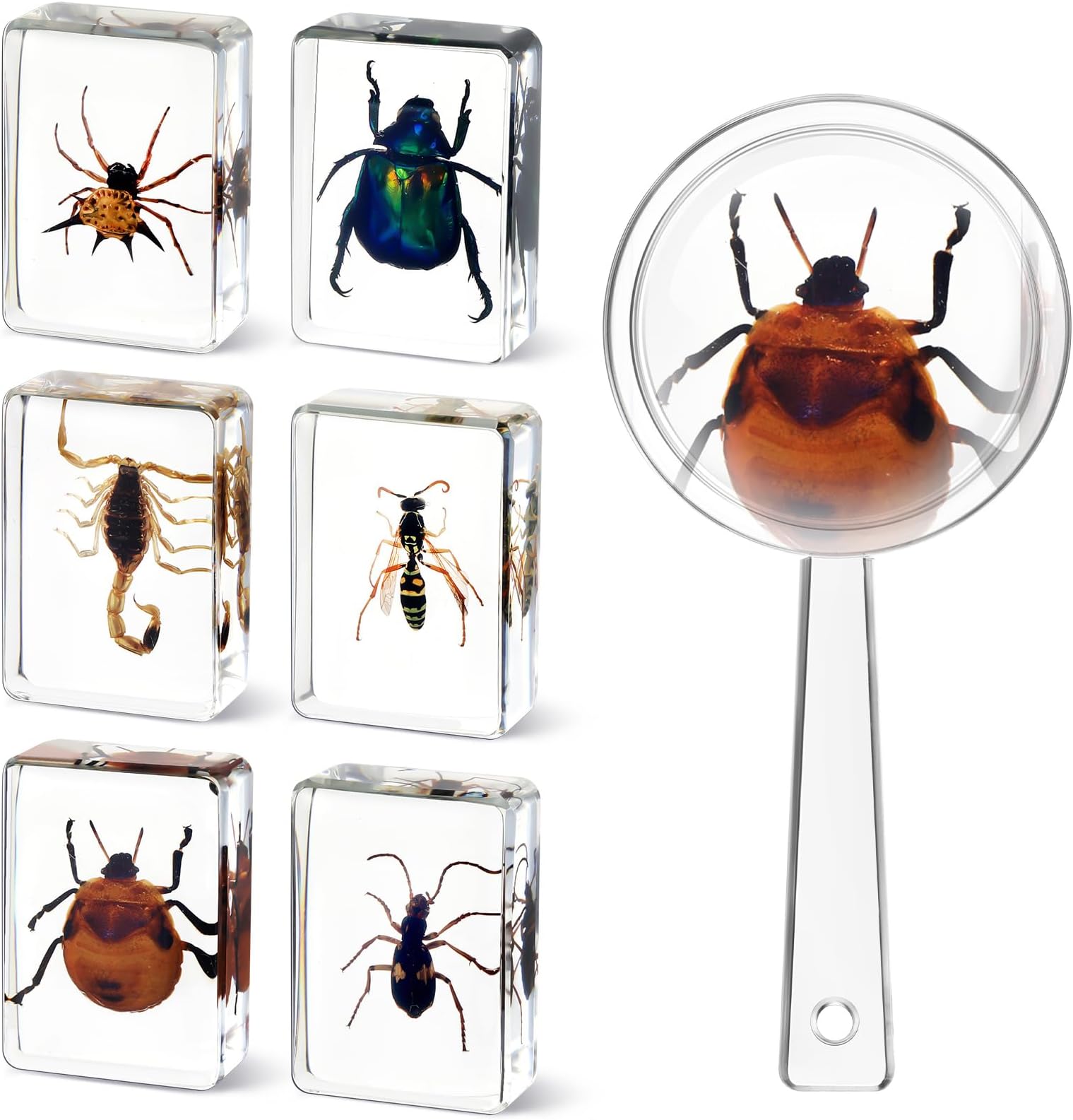 CroBlissful 6 Pcs Insect in Resin Specimen Bugs Collection Paperweights with 1 Pcs Magnifier Bugs in Resin Bug Collection Kit for Kids Scientific Educational Toy Classroom Display Supplies