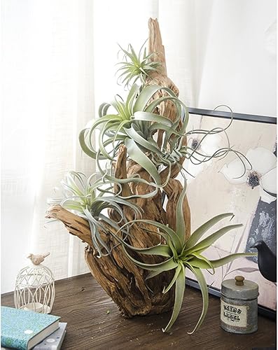 Miniatura 9 de 2 plantas de aire artificiales flocadas de Tillandsia - Bromelias artificiales para interiores y exteriores, jardín y decoración del hogar,