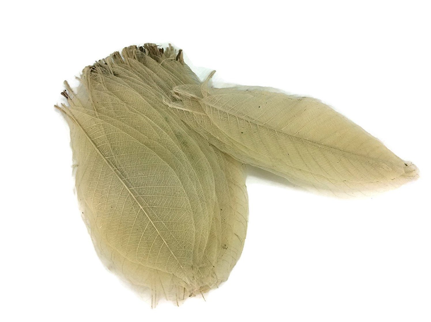 Skeleton Leaves 7 Inch 300 pcs Natural Rubber Leaves Flower Making Floral Scrapbook Craft Wedding Card