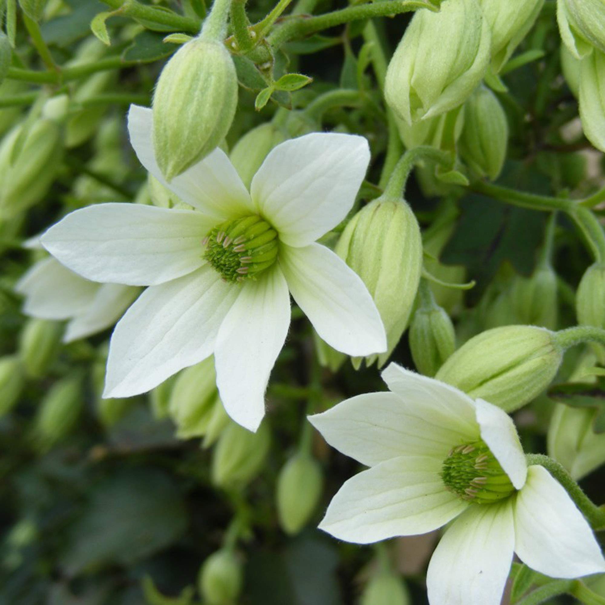 Thompson and Morgan Hardy Clematis 'Michiko' Perennial Flowering Climber, Ideal for Ground Cover and Rockeries, Alpine, Wildlife and Low Maintenance Gardens (1 x 3 Liter Pot)