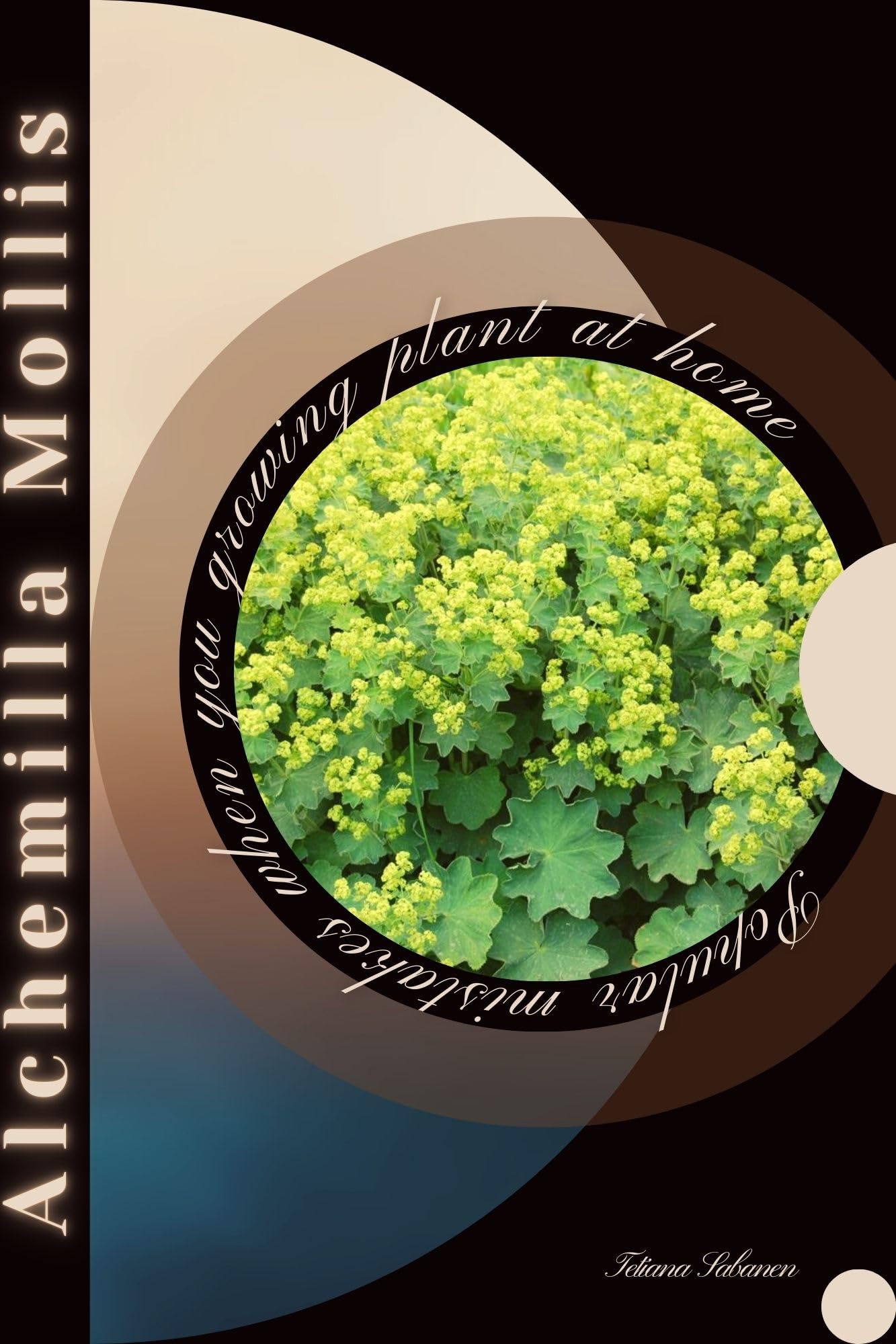 Alchemilla Mollis: Popular mistakes when you growing PLANT at home