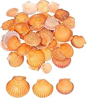 uxcell 60pcs Orange Scallop Shells 1.6-2in Natural Seashells Bulk for DIY Crafts, Fish Tanks, Beach Parties, Weddings & Home Decor