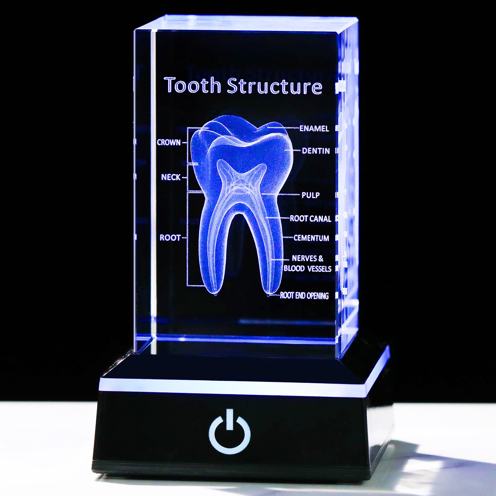 YWHL 3D Human Tooth Model with Colorful Light Base, Laser Etched Crystal Tooth Figurine Dental Hygienist Graduation Gifts, Stomatological Dentist