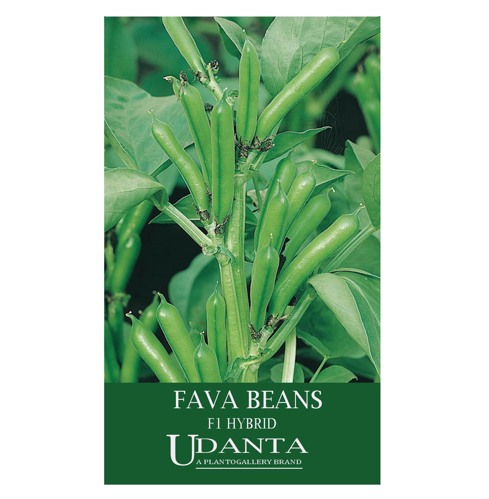 Udanta Fava Beans - Bakla Hybrid Vegetable Seeds For Home Gardening - 20 Seeds Pack (B0BZFNTDR9) Amazon Price History, Amazon Price Tracker