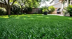 Sementes de Grama Bermuda Stadium, 500g, Cobertura 50m², Resistente à Seca e Pisoteio, Alta Densidade