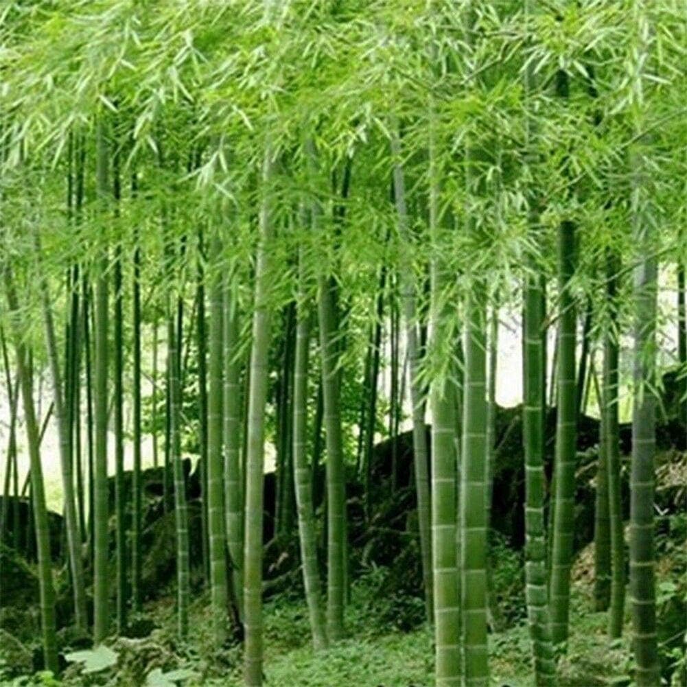 ZIXIUK Seeds - Bamboo Seeds Phyllostachys Pubescens Moso-Bamboo Seeds Garden Plants Decor (10)