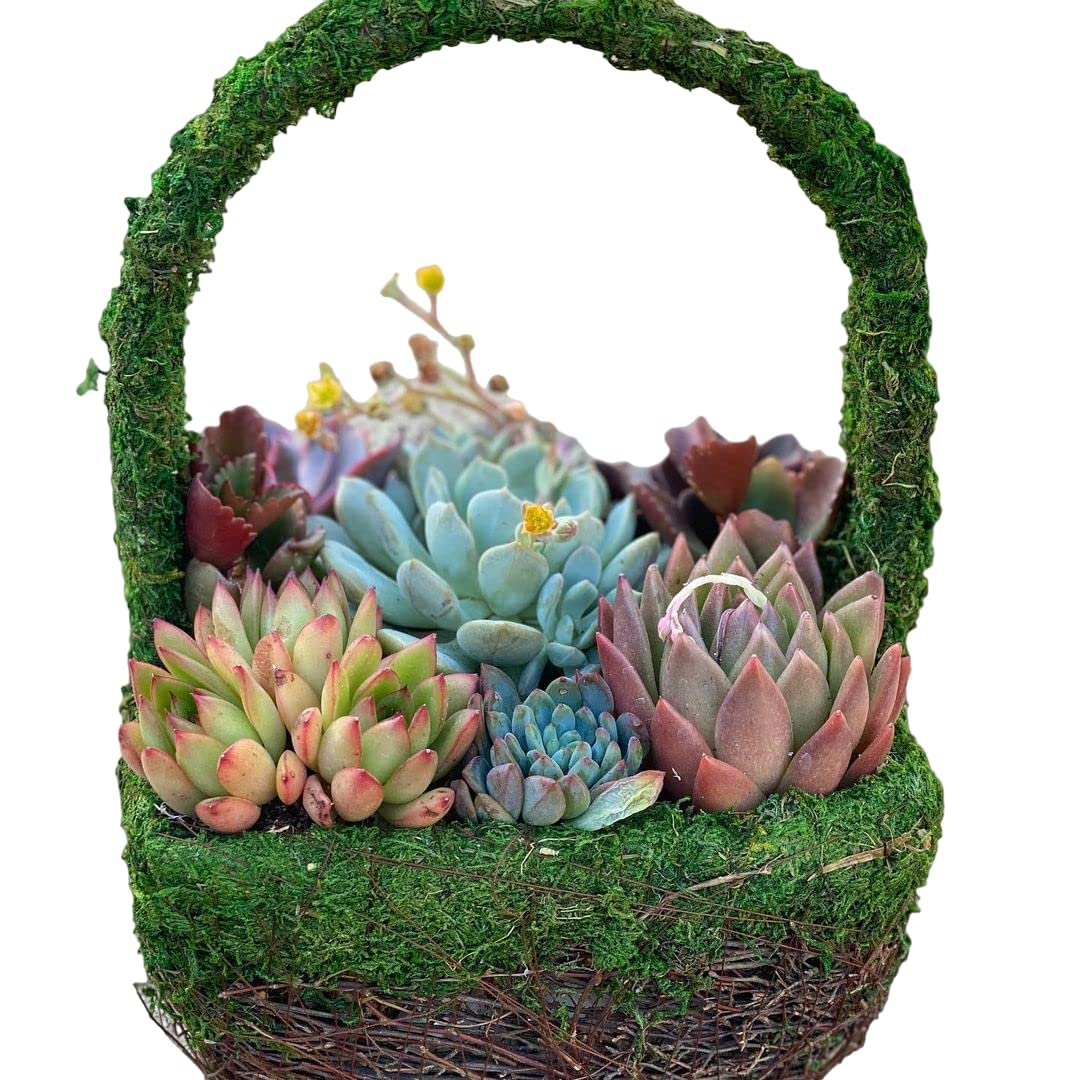 LAGAAO™ SECCULENT BASKET | MIX OF BEAUTIFUL SECCULENT | RARE PLANT | BURRO"S TAIL | HENCE AND CHICKS | STONE CORP | PLUSH PLANT [WITHOUT BASKET] (B0BK1NNGLD) Amazon Price History, Amazon Price Tracker