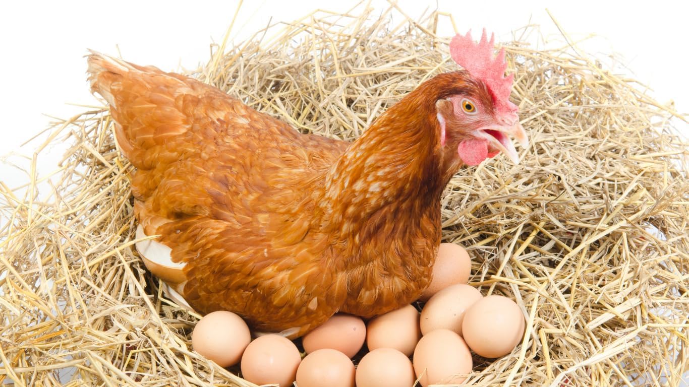 Nido Triplo per galline ovaiole in legno pollaio gabbia ricovero sala covatrice scivolo con coperchio posatoio casetta gallina due scomparti cassetta di raccolta per le uova 85x45x35 cm