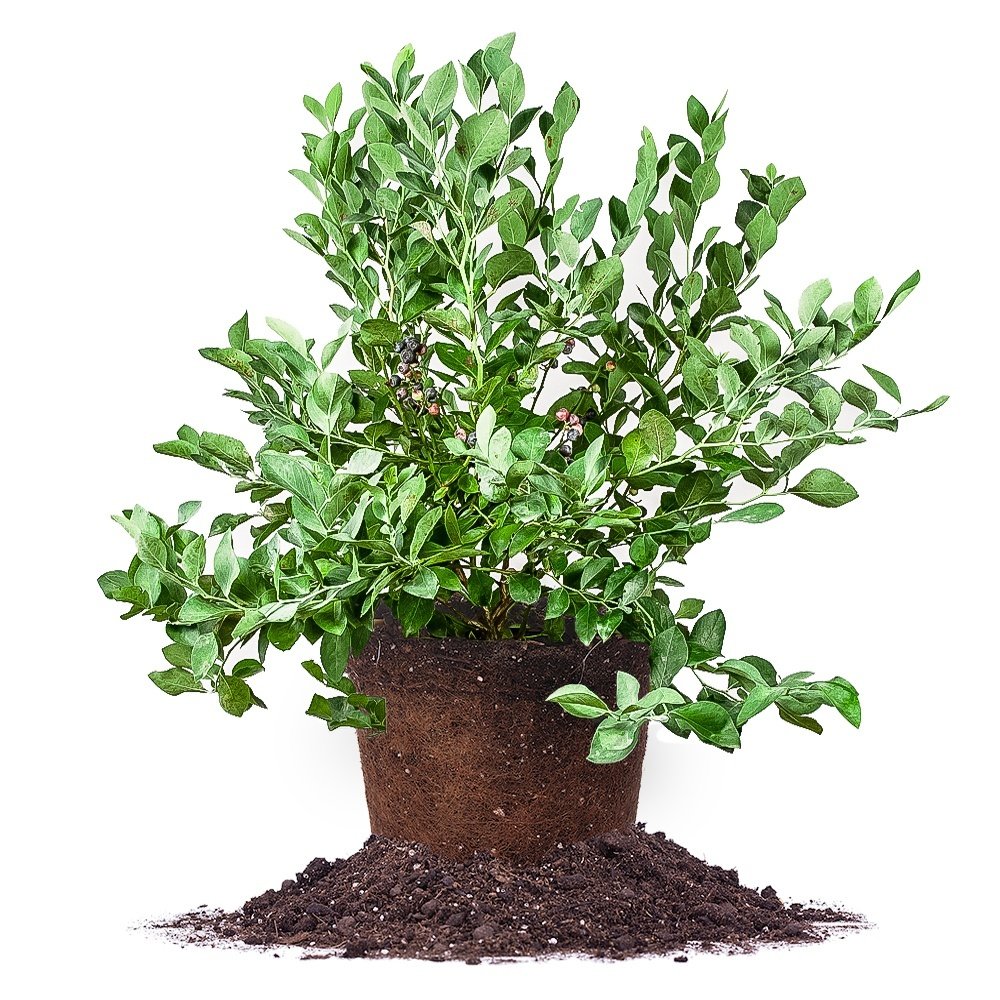 Perfect Plants Powder Blue Blueberry 3 Gallon