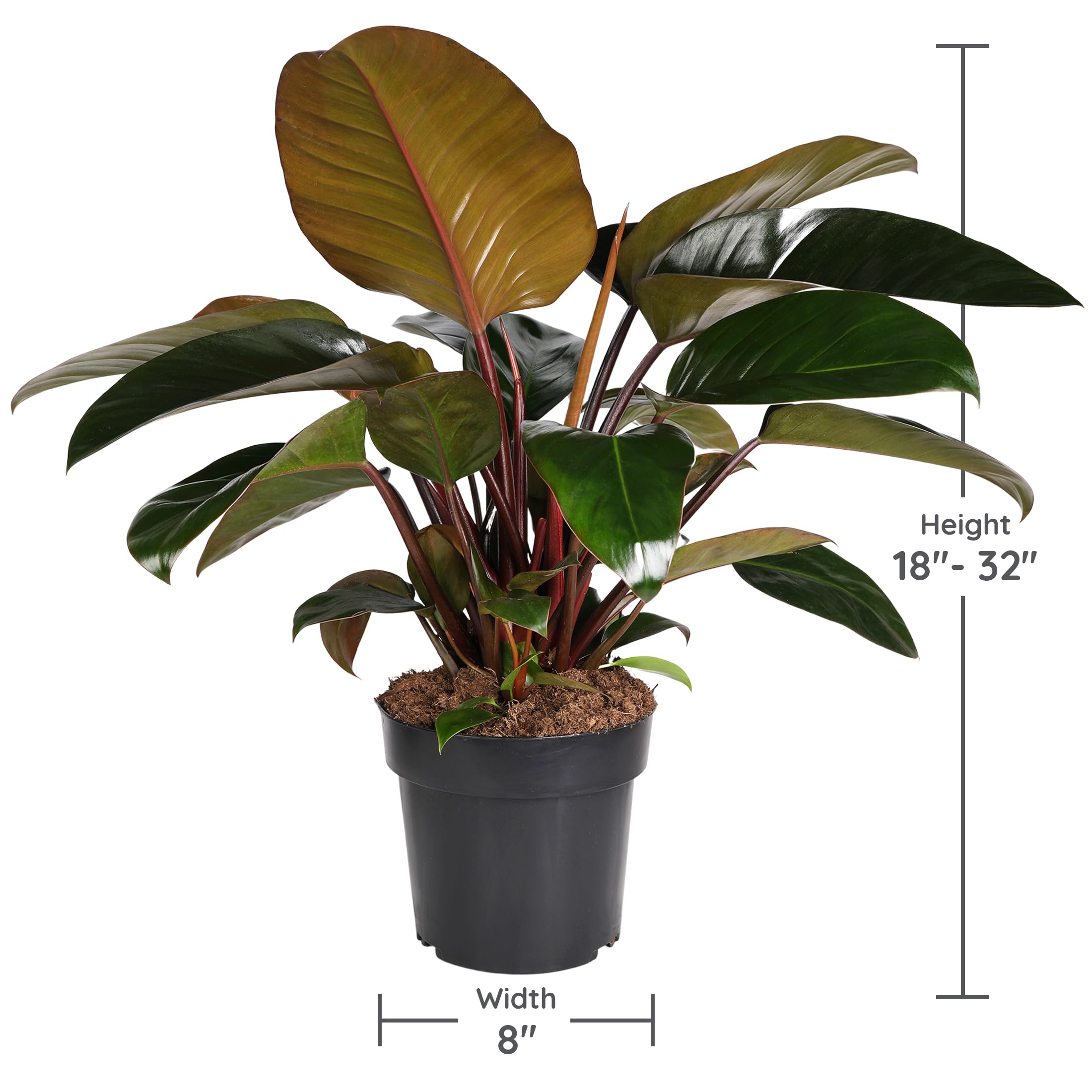Amazon.com : Green Circle Growers 8in Philodendron Imperial Red in Grower  Pot : Patio, Lawn & Garden