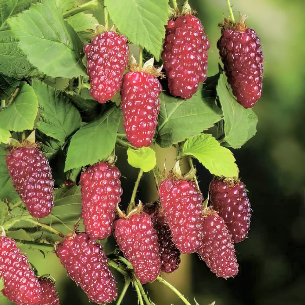 Bedwen Tayberry 'Buckingham' 9cm Plant x2 – Thornless Hybrid Berry for Easy Harvesting, Jams & Summer Picking