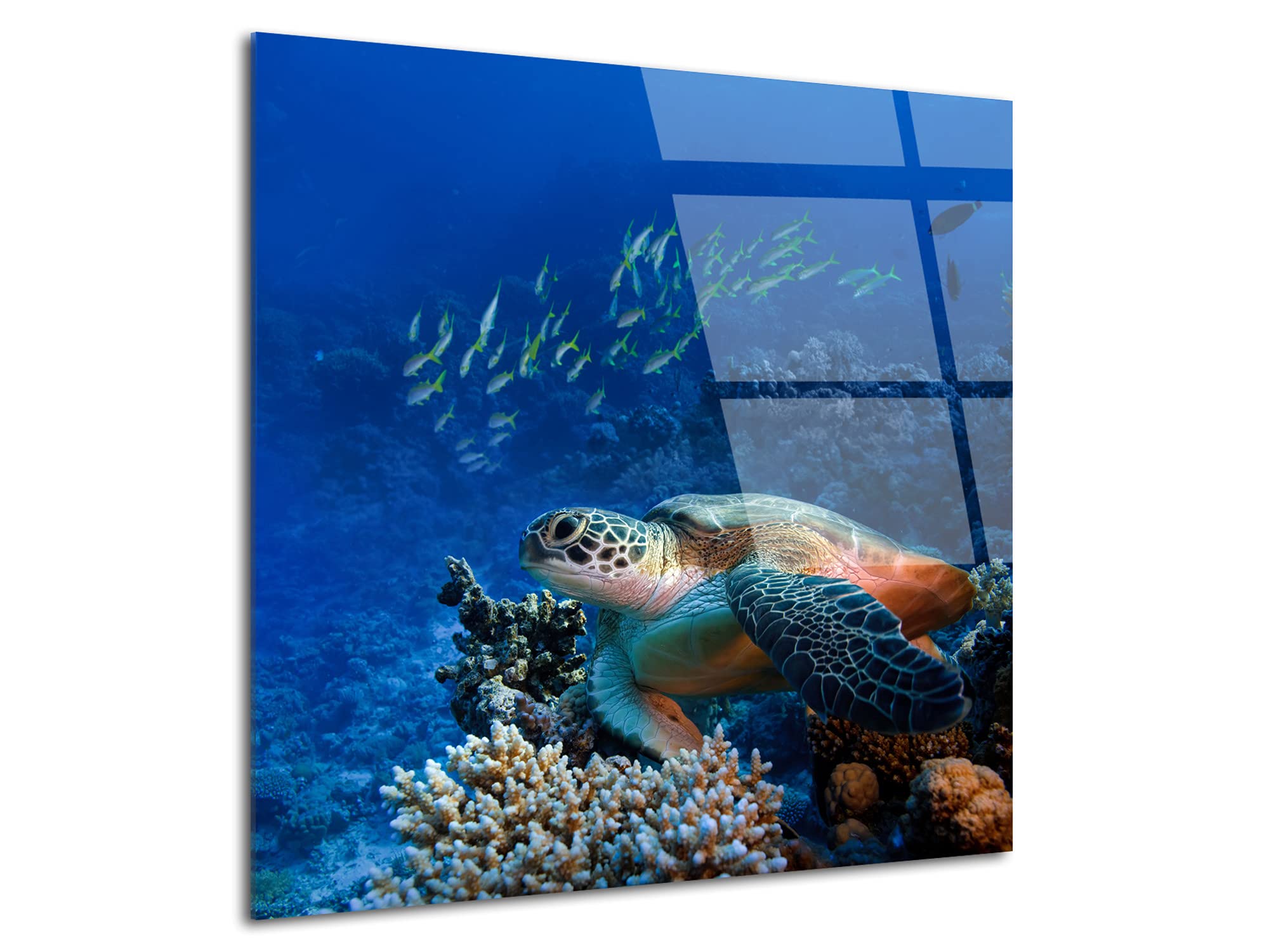 DECLINA Schildkröte Acrylglas, Plexiglas, Druck auf Plexis, 50 x 50 cm, Wandbild, Wohnzimmer, Schlafzimmer, Badezimmer