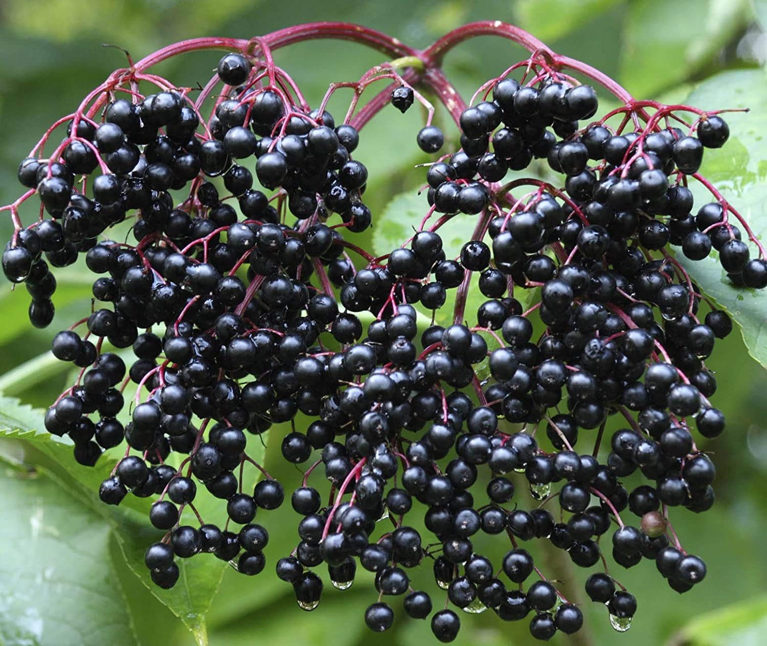 Buy American Elderberry Bush Live 12 Inch in qt Pot Sambucus