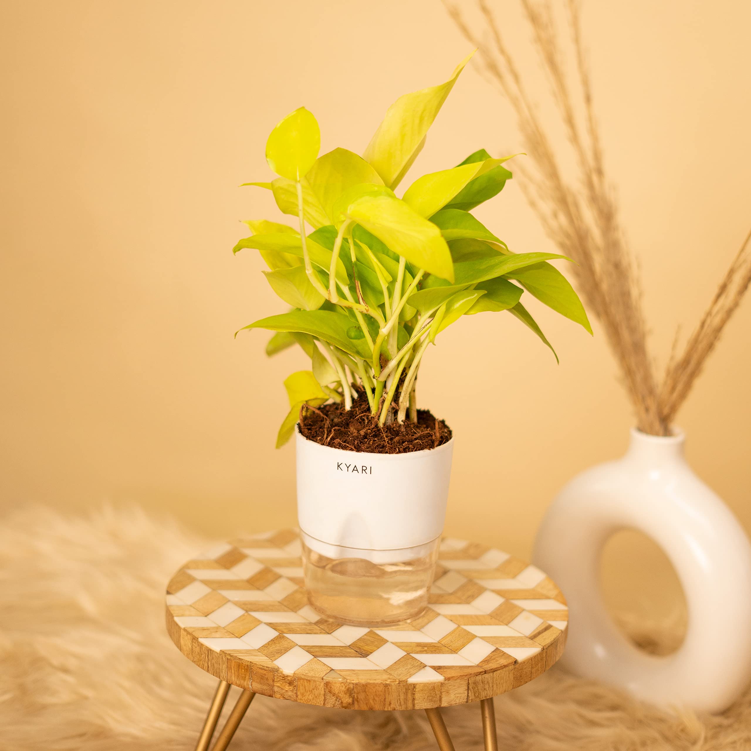 KYARI Golden Money Plant Indoor Plants for Living Room | Live Plants | Plants with White Pot for Home | Air purifier plants | Indoor Plants for bedroom (B0CWG3L53Z) Amazon Price History, Amazon Price Tracker